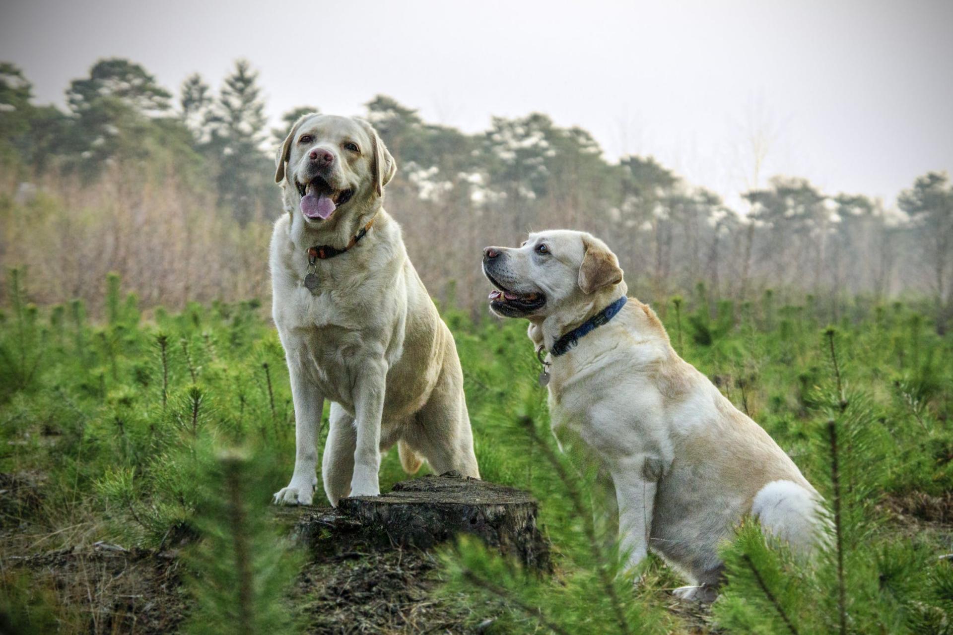 Nos résidents : Luna et Pepper